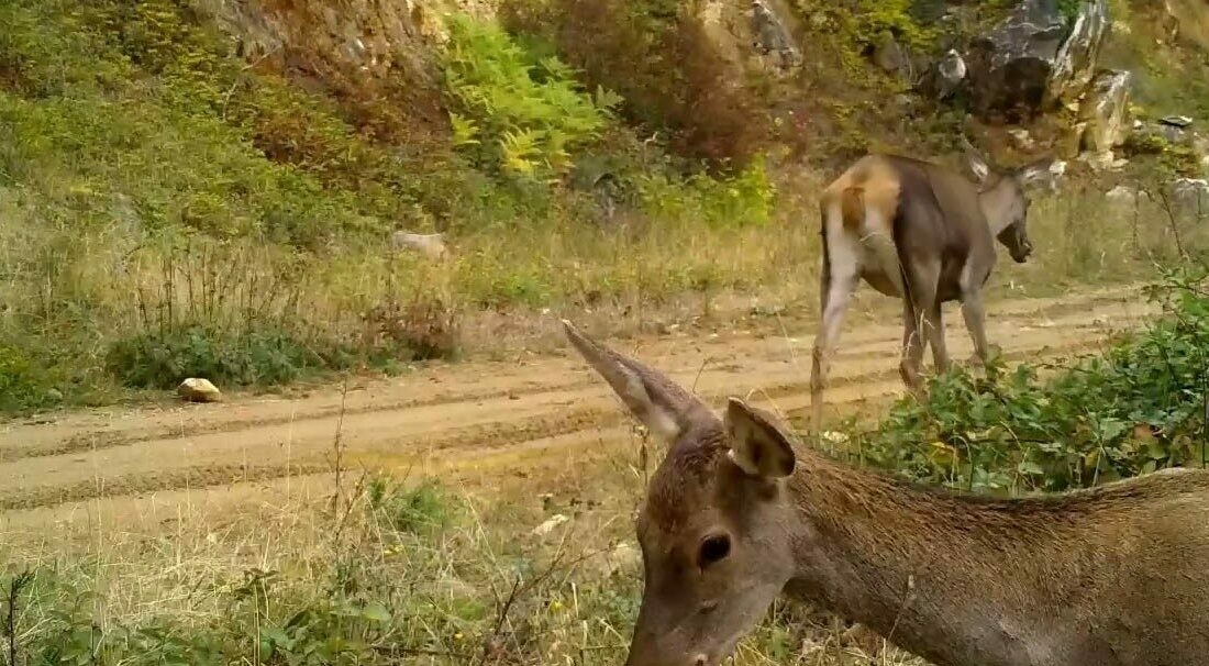 Bursa’da yaban hayatı görüntülemek için Uludağ’ın farklı bölgelerine kurulan fotokapanlar,