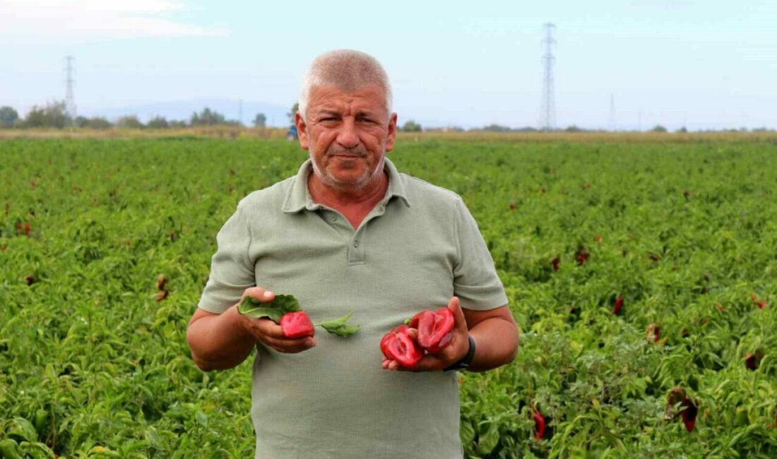 Karacabey Ziraat Odası İkinci Başkanı Ramazan Düzen, çiftçiler için devam