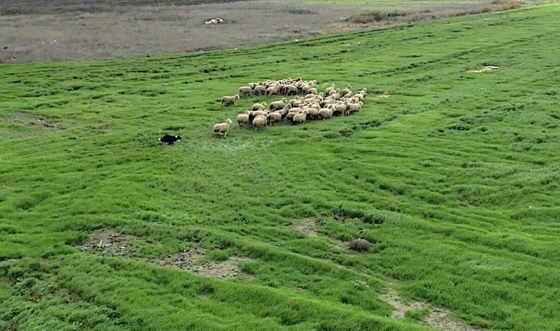 Küçükbaş hayvancılık sektöründe koruma köpekleri olan kangal ve akbaşlardan sonra