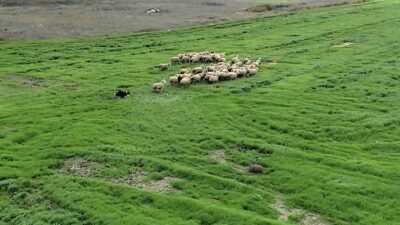 Küçükbaş hayvancılık sektöründe koruma köpekleri olan kangal ve akbaşlardan sonra