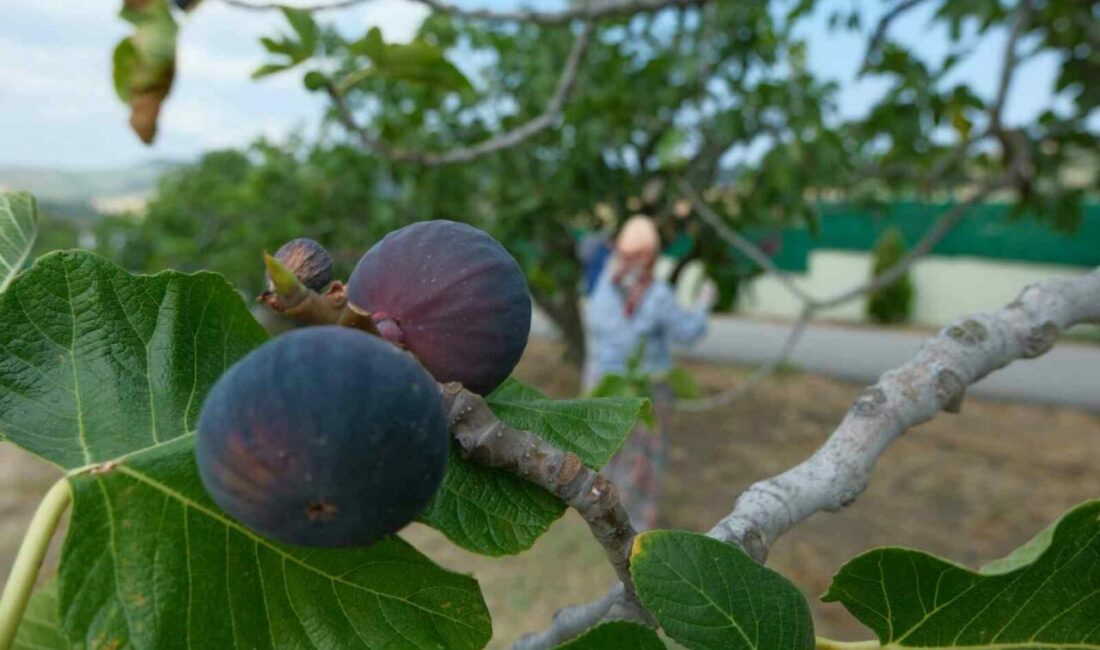 Bursa’da geçen yıl yaşanan zirai don ve kuraklık gibi olumsuzluklara