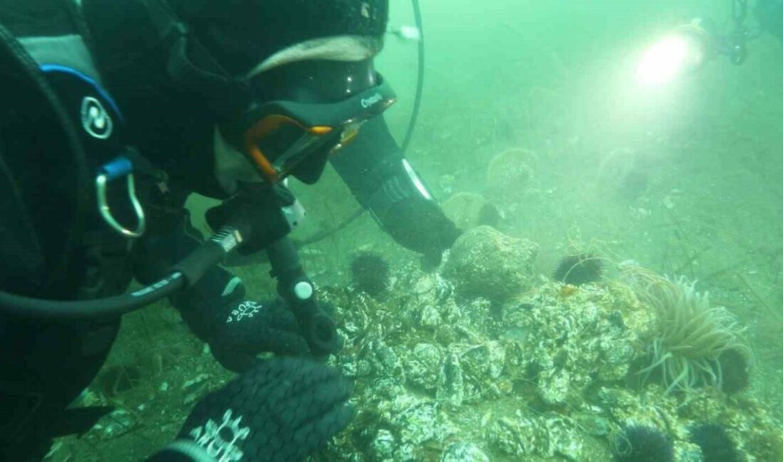 Marmara Denizi’ne kıyı kentlerin Belediye Başkanlarına dalış çağrı Onyedi Eylül Üniversitesi Denizcilik Fakültesi Öğretim Üyesi Prof. Dr. Mustafa