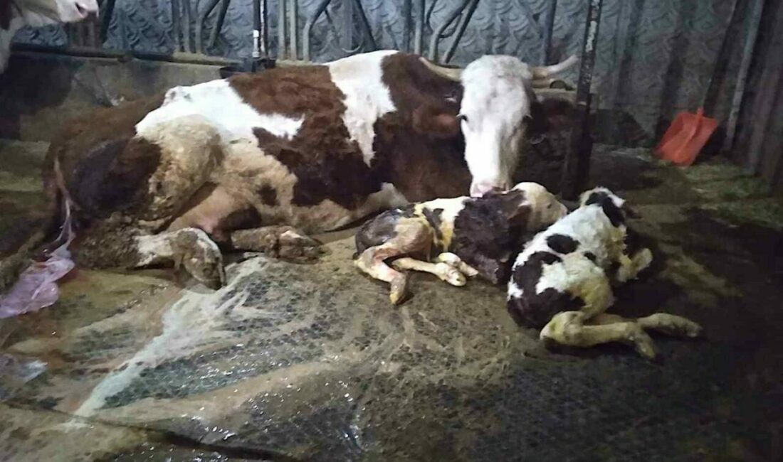 Ölü buzağıyla üzüldüler ikiz doğumla sevindiler Hayvancılık yapan bir aile, 15 gün önce ölü doğan buzağıya