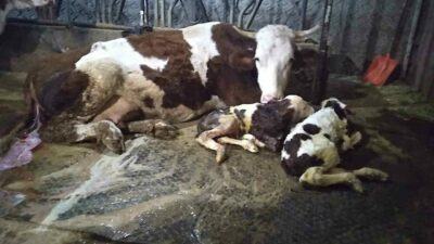 Hayvancılık yapan bir aile, 15 gün önce ölü doğan buzağıya