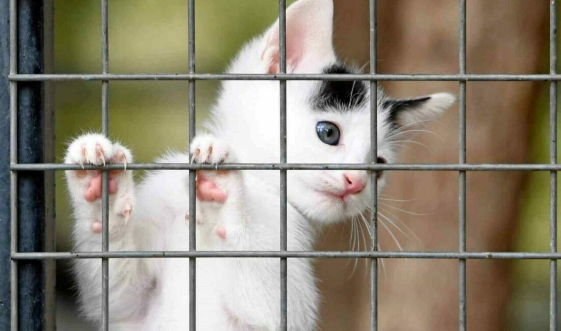 Sahipsiz sokak hayvanlarının yaşam şartlarını iyileştirmek, sağlıklarını korumak ve onları