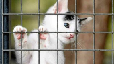 Sahipsiz sokak hayvanlarının yaşam şartlarını iyileştirmek, sağlıklarını korumak ve onları