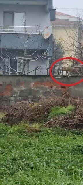Bursa’nın İnegöl ilçesinde şehir merkezine inerek sokaklarda gezen tilki, görenlerin