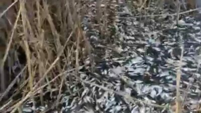 Bursa’da Uluabat Gölü kenarındaki Uluabat Deresi’nde binlerce ölü balık bulundu.