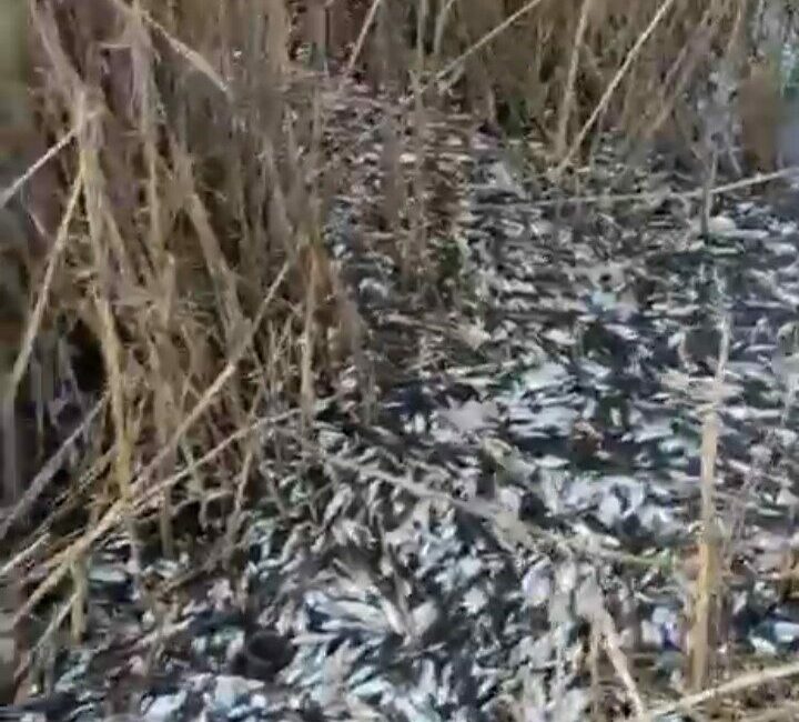 Bursa’da Uluabat Gölü kenarındaki Uluabat Deresi’nde binlerce ölü balık bulundu.