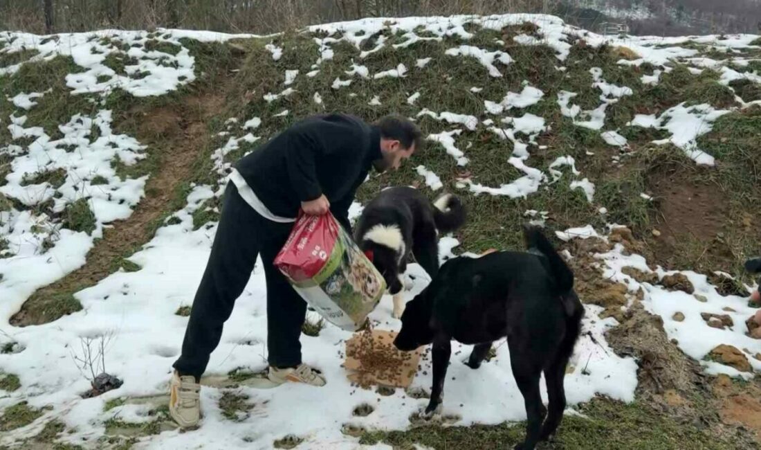 Uludağ’da etkili olan yoğun kar yağışı sonrası yiyecek bulmakta zorlanan