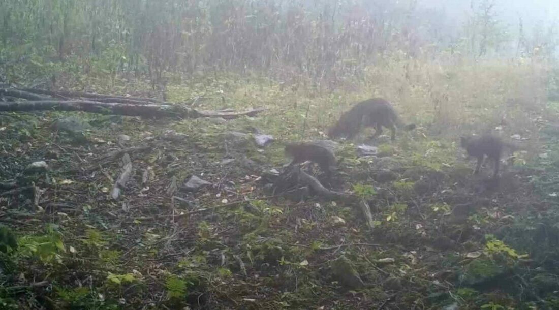 Uludağ bölgesinde kurulan fotokapanlar, yaban hayatına dair dikkat çeken bir
