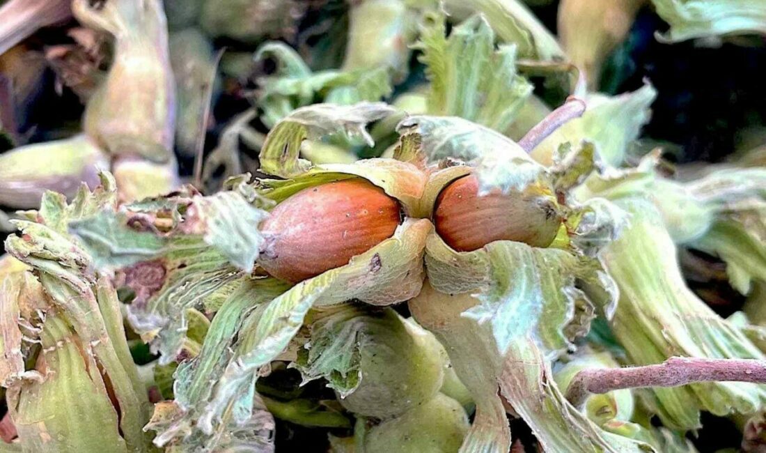 Bursa’da Uludağ eteklerinde üretilen fındığa destek verilmesi durumunda üretim alanlarının