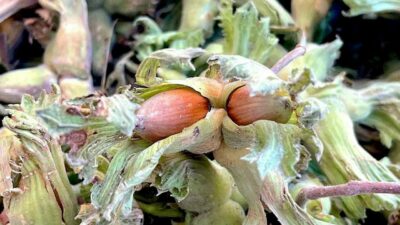 Bursa’da Uludağ eteklerinde üretilen fındığa destek verilmesi durumunda üretim alanlarının