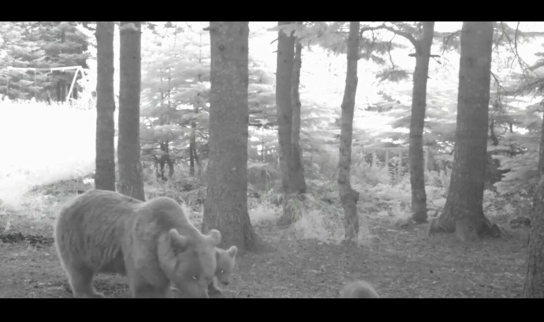 Türkiye’nin en büyük kara memelilerinden olan Bozayı’nın (Ursus arctos), yaban