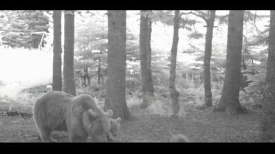 Türkiye’nin en büyük kara memelilerinden olan Bozayı’nın (Ursus arctos), yaban