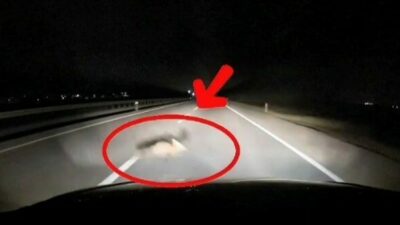 Bandırma-Karacabey yolunda seyir halinde olan bir araç, önüne aniden çıkan