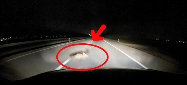 Yola atlayan tilkiye araç çarptı Bandırma-Karacabey yolunda seyir halinde olan bir araç, önüne aniden çıkan