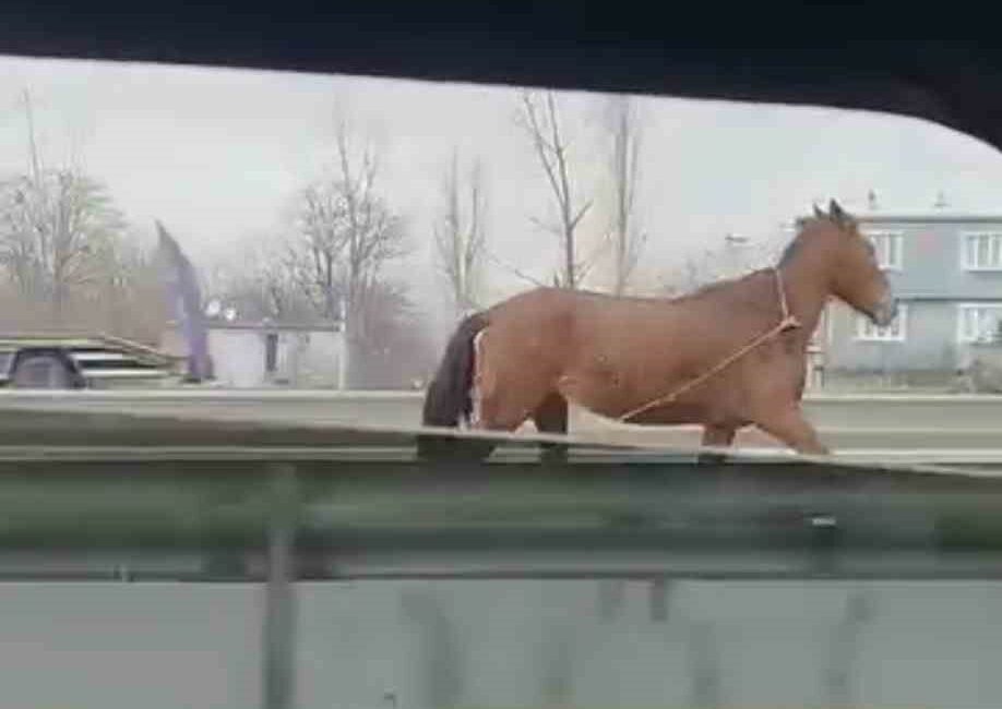 Bursa’da ana yolda başıboş dolaşan at, trafikte tehlikeye neden oldu.