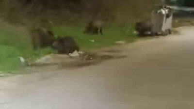 Bursa’da gece saatlerinde mahalleye inen domuz sürüsü yiyecek aradı. O