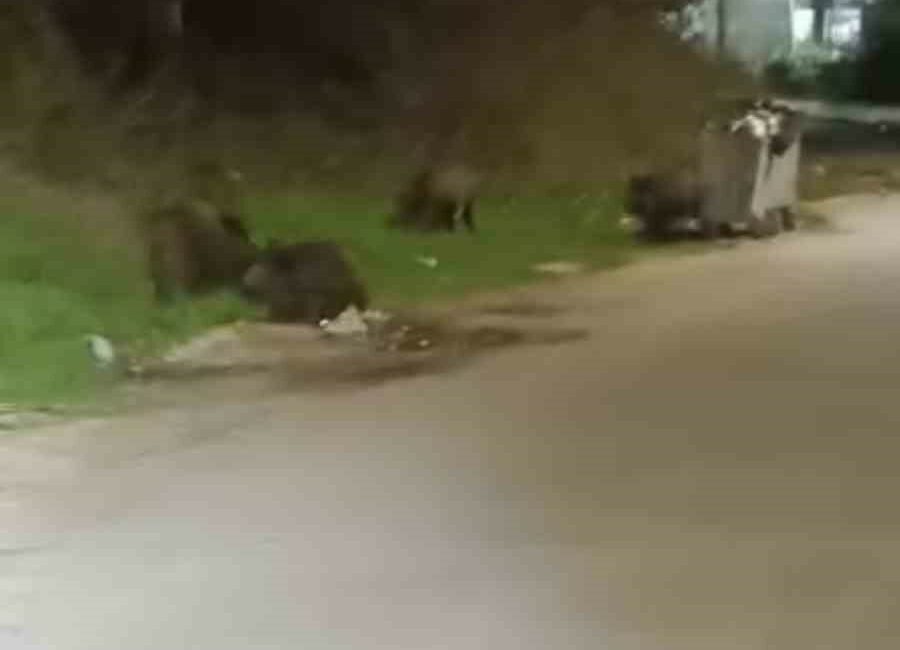 Bursa’da aç kalan domuz sürüsü şehre indi Bursa’da gece saatlerinde mahalleye inen domuz sürüsü yiyecek aradı. O