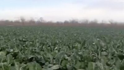 Bursa’da etkili olan sağanak yağmur, tarım arazilerini vurdu. Hasadı bekleyen