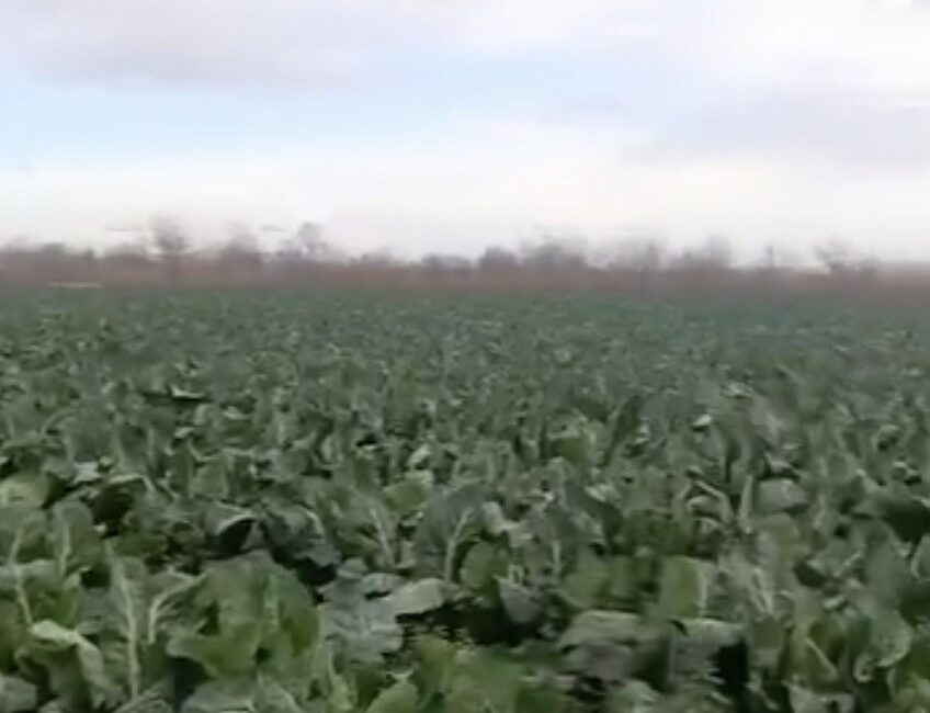 Bursa’da etkili olan sağanak yağmur, tarım arazilerini vurdu. Hasadı bekleyen