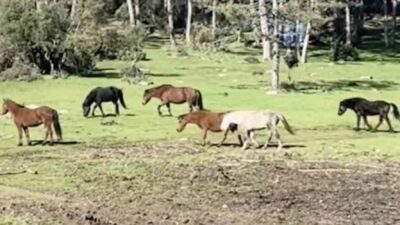 Bursa’nın yüksek kesimlerinde doğa, bu kez kartpostallık bir manzaraya sahne