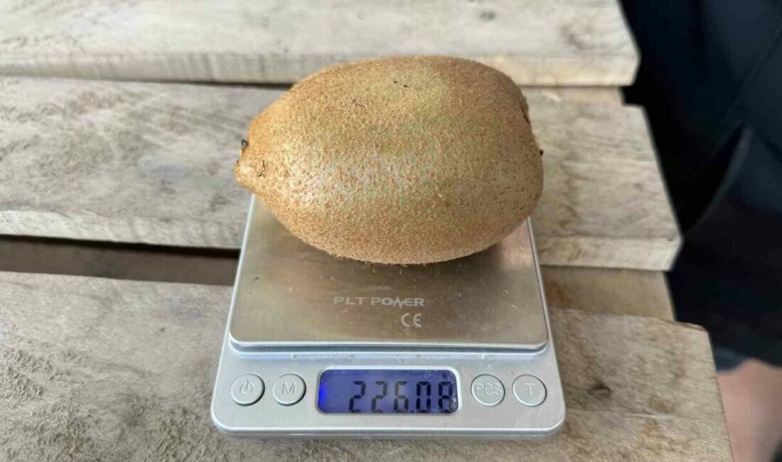 Bursa’nın İznik ilçesinde yetiştirilen kiviler, görenleri adeta hayrete düşürüyor. Boyutlarıyla