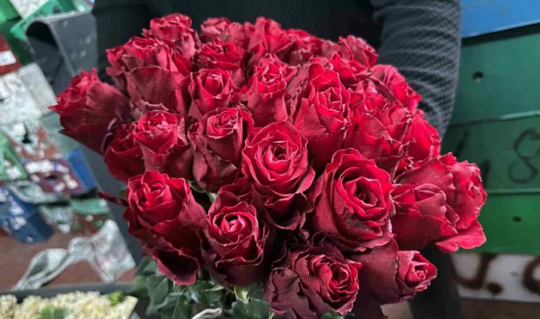 Üretim bölgelerindeki zirai don, yağış ve sel sebebiyle kırmızı gülde