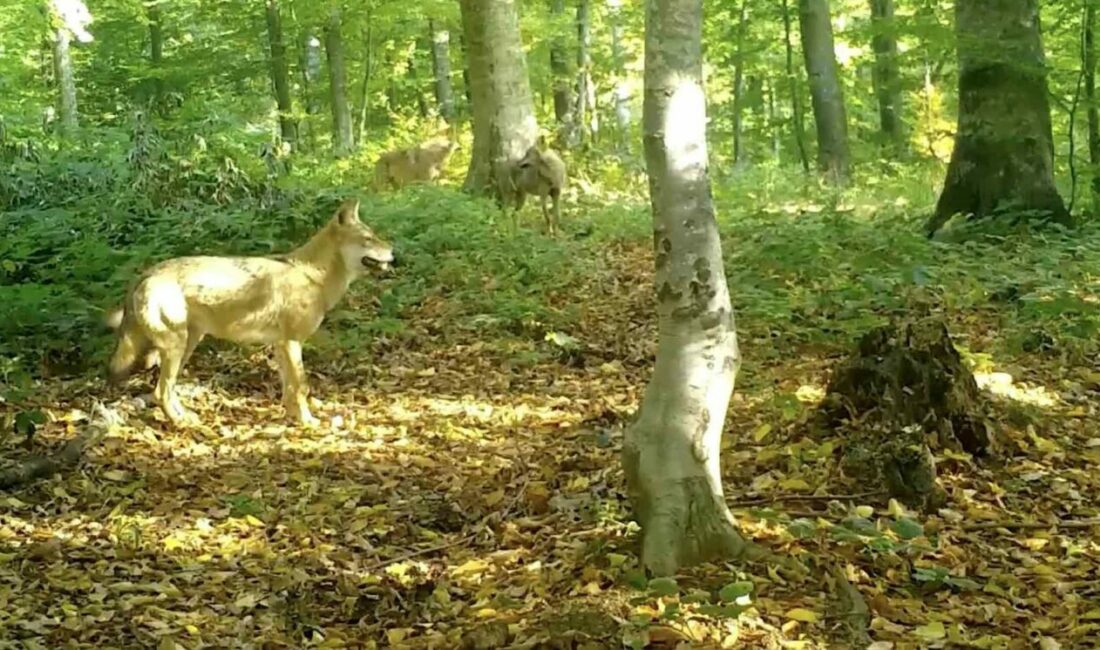 Doğa Koruma ve Milli Parklar 2. Bölge Müdürlüğü ekipleri, Uludağ