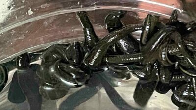 Son yıllarda birçok hastalığın tedavisinde şifasına başvurulan sülükler, kadınlar tarafından uzman