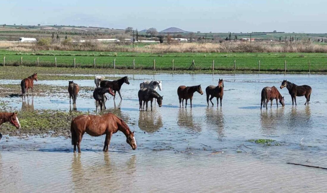 Bursa’nın Karacabey ilçesindeki Uluabat Gölü’ne yakın milyonluk yarış atlarının bulunduğu