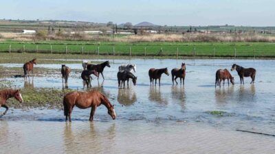 Bursa’nın Karacabey ilçesindeki Uluabat Gölü’ne yakın milyonluk yarış atlarının bulunduğu