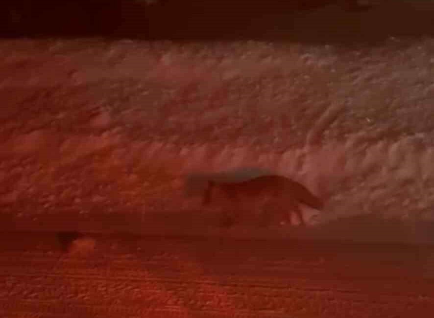 Bursa’da Uludağ yolu üzerinde bir tilki, seyir halindeki vatandaşlar tarafından