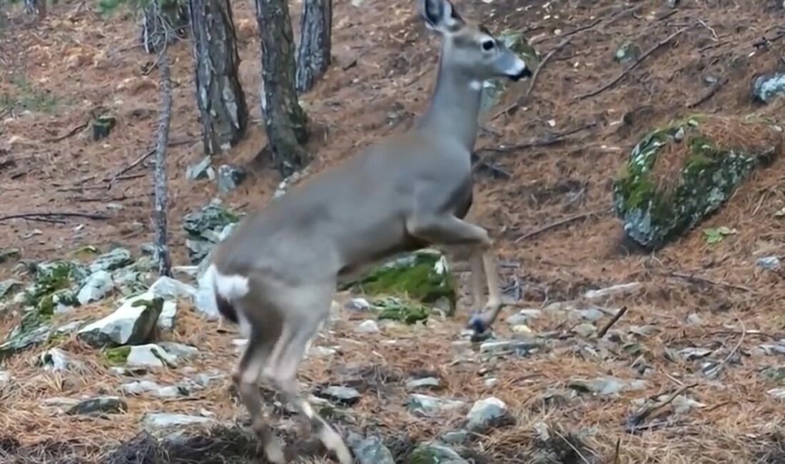 Doğa ve kış turizminin önemli merkezlerinden Uludağ Milli Parkı sınırları