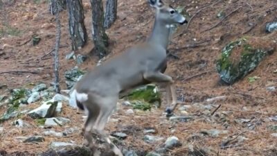 Doğa ve kış turizminin önemli merkezlerinden Uludağ Milli Parkı sınırları