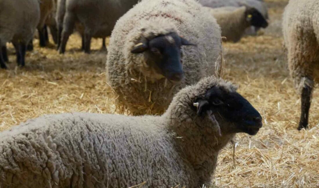 Tarım ve Orman Bakanlığı Tarım Araşırmalar ve Politikalar Genel Müdürlüğü