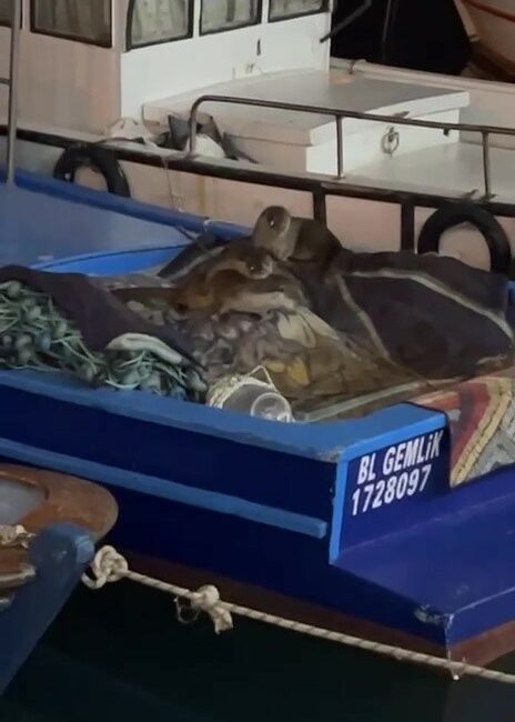 Bursa’nın Gemlik ilçesinde Kayıkhane Limanı, gece saatlerinde görenlerin yüzünü gülümseten