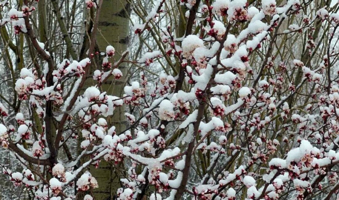 Afyonkarahisar ve Kütahya’da badem ve kayısı çiçekleri karla kaplandı Afyonkarahisar ve Kütahya’da ısınan havayla açan badem ve kayısı çiçekleri