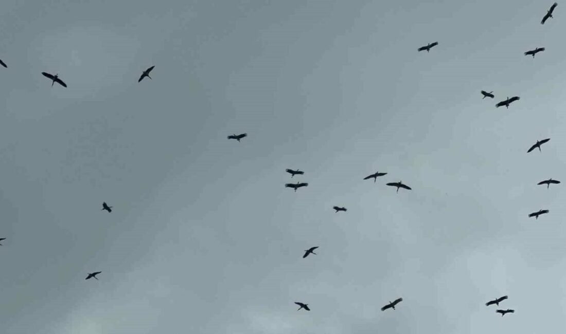 “Bolluk” müjdecisi leylek sürüsü Bursa semalarında görüldü Bursa’ya Kestel ilçesi tarafından Gölbaşı üzerinden giren leylek sürüsü, yağmura rağmen