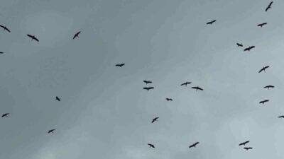 Bursa’ya Kestel ilçesi tarafından Gölbaşı üzerinden giren leylek sürüsü, yağmura rağmen