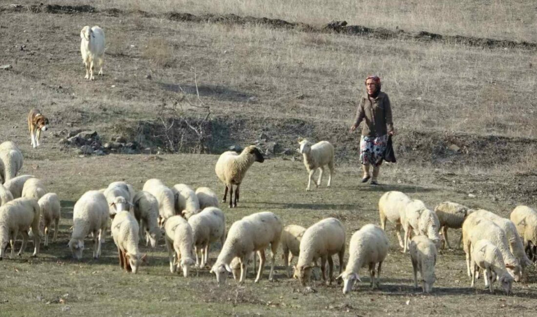 Bursa’nın Harmancık ilçesinde Ayşe Eken, dayısı tarafından boğazından bıçaklanarak öldürüldü.