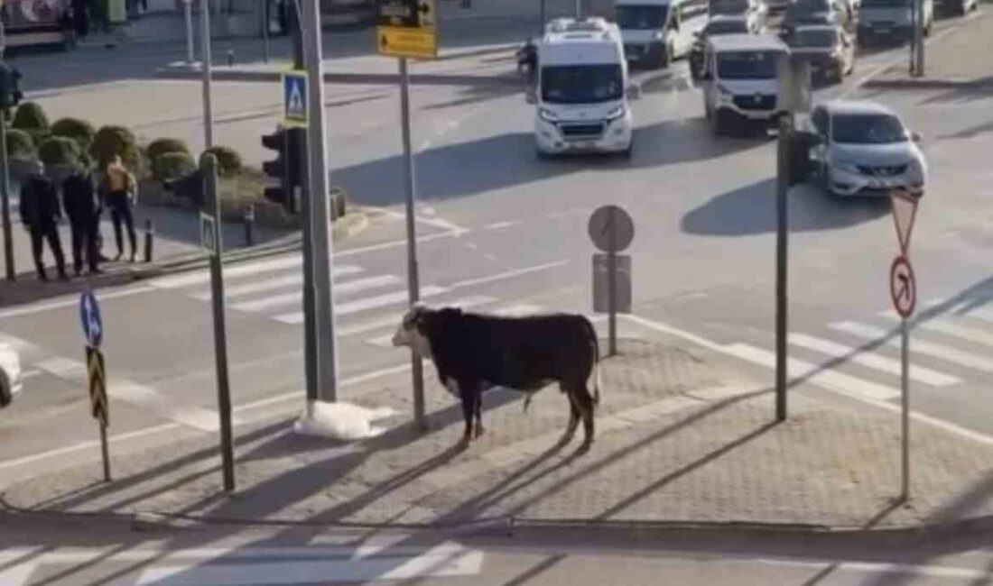Bursa’da kaçan boğa trafiği karıştırdı, Ankara yolunda metrelerce koştu Bursa’nın Yıldırım ilçesinde bir çiftlikten kaçan boğa, Ankara Yolu üzerinde