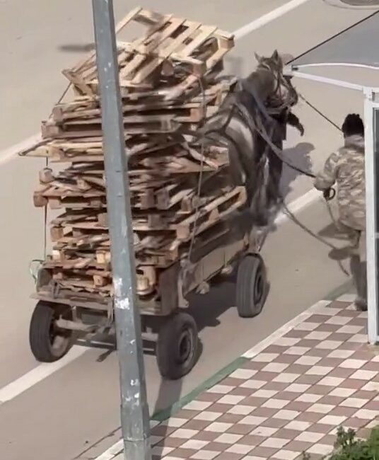 Bursa’nın Karacabey ilçesinde bir kişinin at arabasına üst üste palet