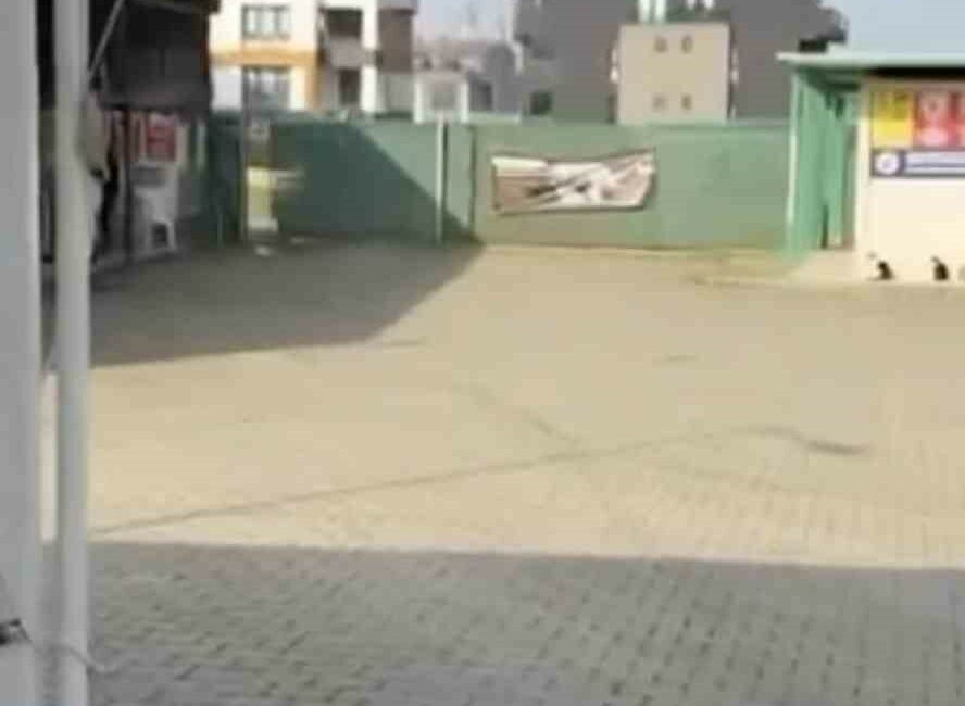 BURSA (İHA) – Bursa’nın Gemlik ilçesinde ilçe belediyesine ait barınaktan