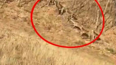 Bursa’nın İnegöl ilçesinde görülen geyik sürüsü, vatandaşlara heyecan dolu anlar