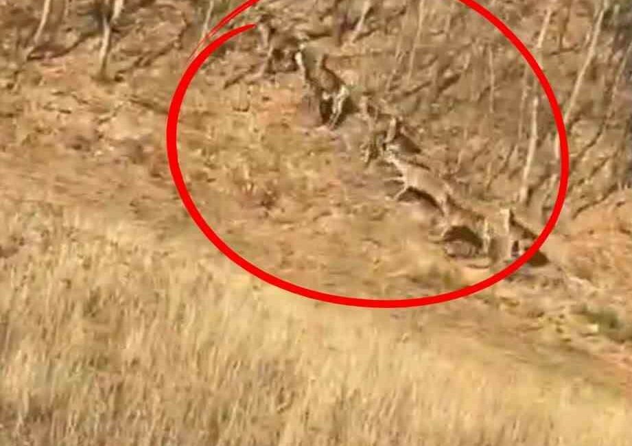 Bursa’nın İnegöl ilçesinde görülen geyik sürüsü, vatandaşlara heyecan dolu anlar