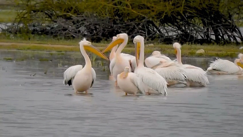 Göç eden pelikanlar, Bursa’nın İnegöl ilçesinde bulunan Boğazköy Barajı’nda mola