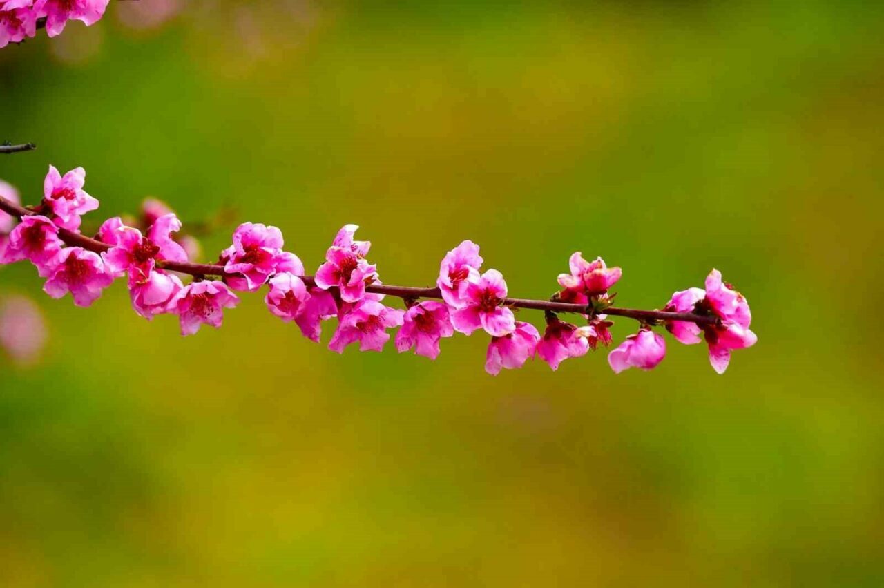 Bursa’nın İznik ilçesinde ilkbaharın gelişiyle birlikte meyve bahçeleri adeta renk
