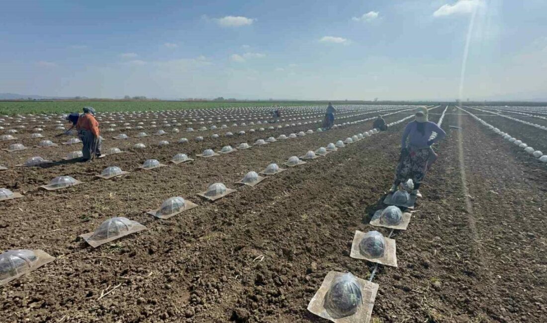 Karacabey Ovası’nda turfanda karpuz ekimi başladı Bursa’nın sebze üretimiyle önde gelen ve verimli topraklarıyla bilinen Karacabey